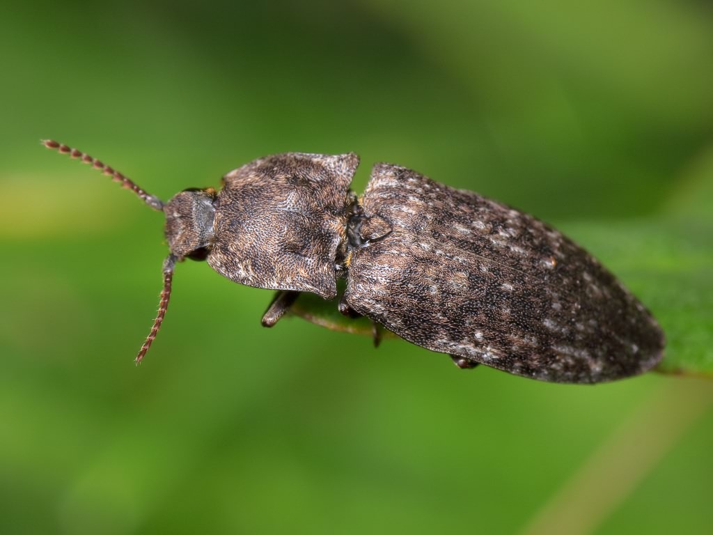 Agrypnus murinus (Linnaeus, 1758)